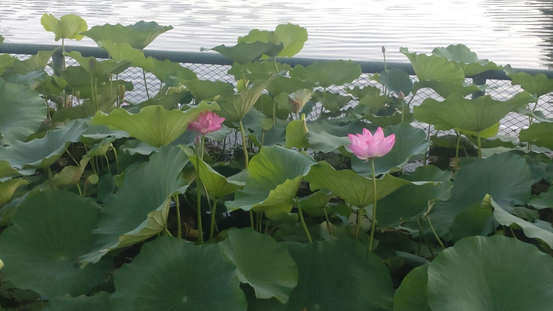 nebe na stůl | komentovaná prohlídka | workshop qigong